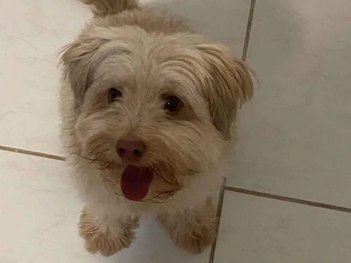 Cachorro ra a Poodle idade 6 ou mais anos nome Cockie