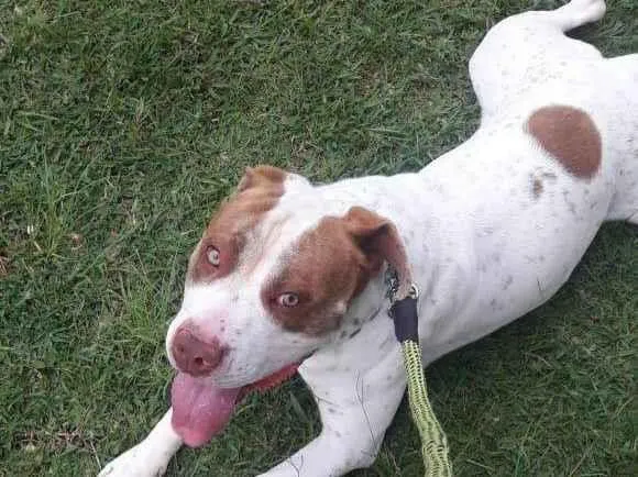 Cachorro ra a Pit-Bull idade 5 anos nome KAIQUE AMORIM DOS SANTOS