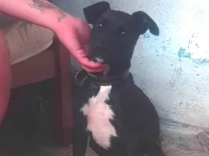 Cachorro raça SRD-ViraLata idade 2 a 6 meses nome Ainda não tem nome...