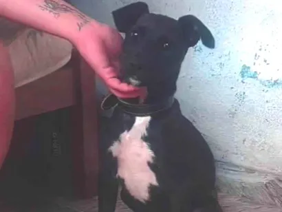 Cachorro raça SRD-ViraLata idade 2 a 6 meses nome Ainda não tem nome...