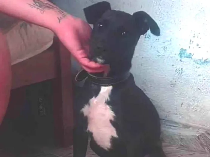 Cachorro ra a SRD-ViraLata idade 2 a 6 meses nome Ainda não tem nome...
