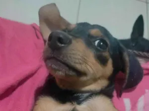 Cachorro raça SRD-ViraLata idade 2 a 6 meses nome Safira 