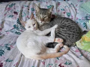 Gato raça Persa idade 2 anos nome Neve 