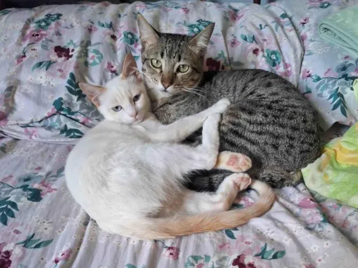Gato ra a Persa idade 2 anos nome Neve 