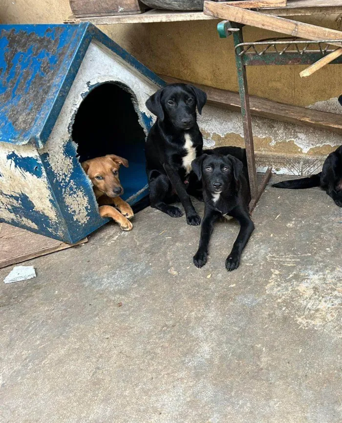 Cachorro ra a SRD-ViraLata idade 7 a 11 meses nome Sem nome 