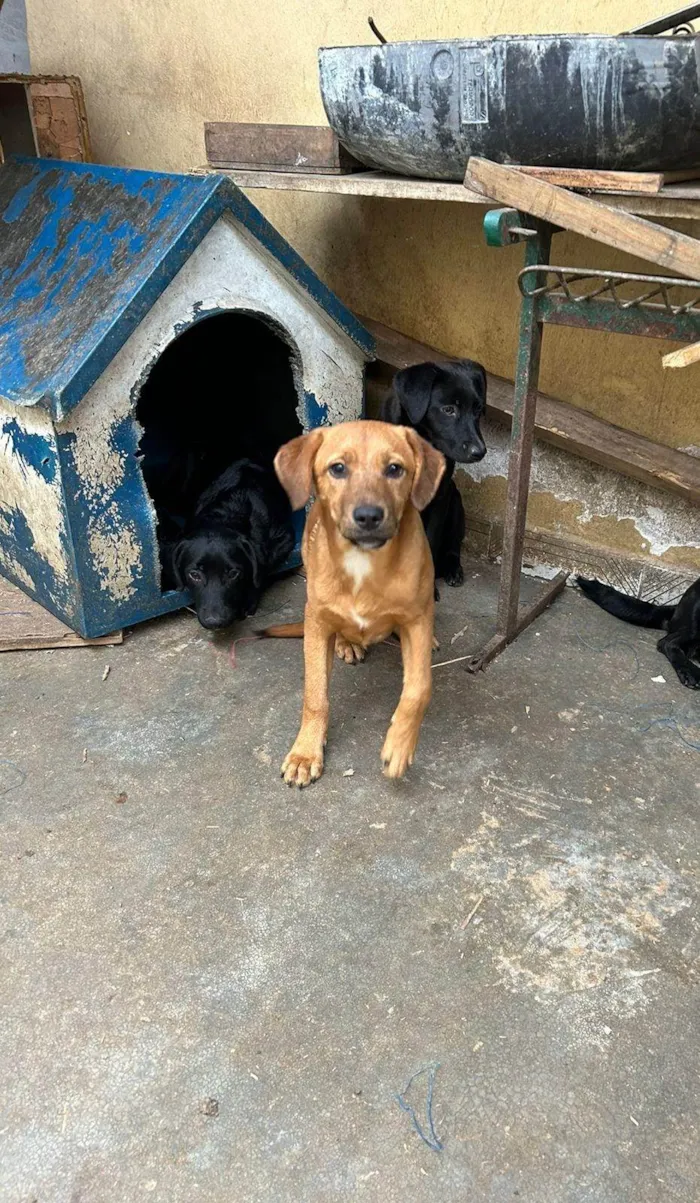 Cachorro ra a SRD-ViraLata idade 7 a 11 meses nome Sem nome 