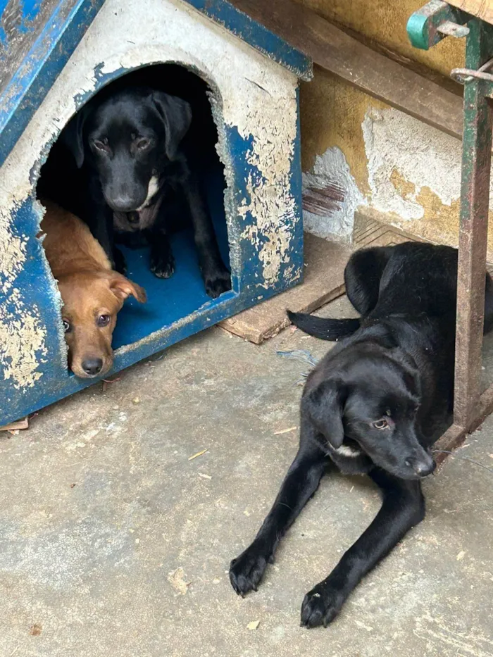 Cachorro ra a SRD-ViraLata idade 7 a 11 meses nome Sem nome 