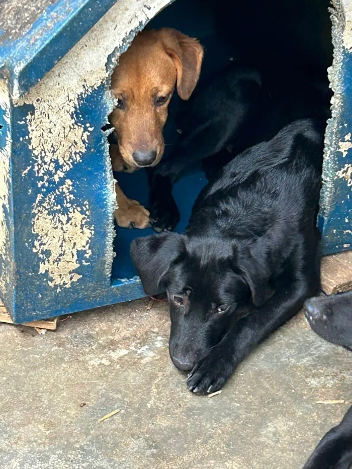 Cachorro ra a SRD-ViraLata idade 7 a 11 meses nome Sem nome 