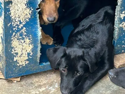 Cachorro raça SRD-ViraLata idade 7 a 11 meses nome Sem nome 