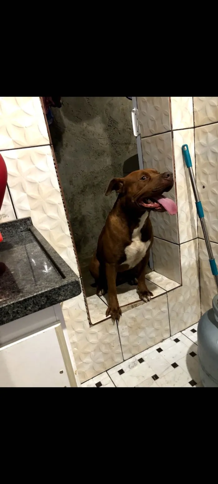 Cachorro ra a Pit-Bull idade 3 anos nome Midas