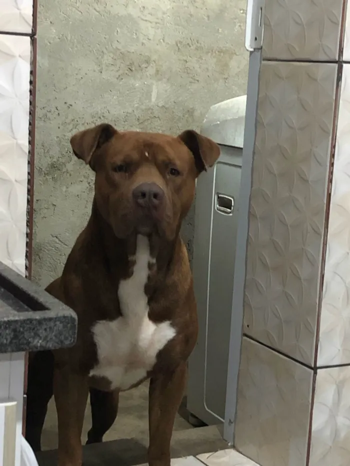 Cachorro ra a Pit-Bull idade 3 anos nome Midas