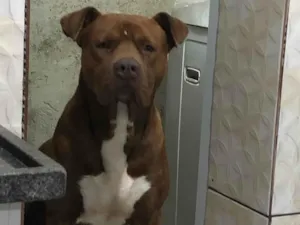 Cachorro raça Pit-Bull idade 3 anos nome Midas