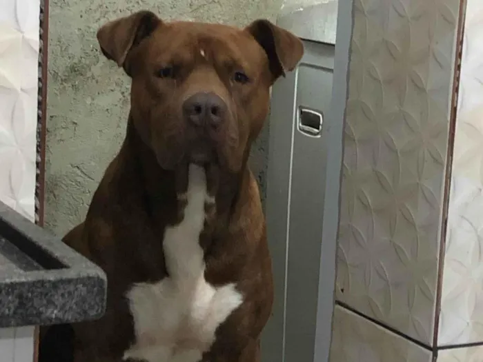 Cachorro ra a Pit-Bull idade 3 anos nome Midas