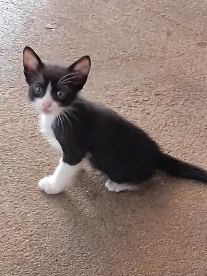 Gato ra a SRD-ViraLata idade 2 a 6 meses nome Ainda sem nome
