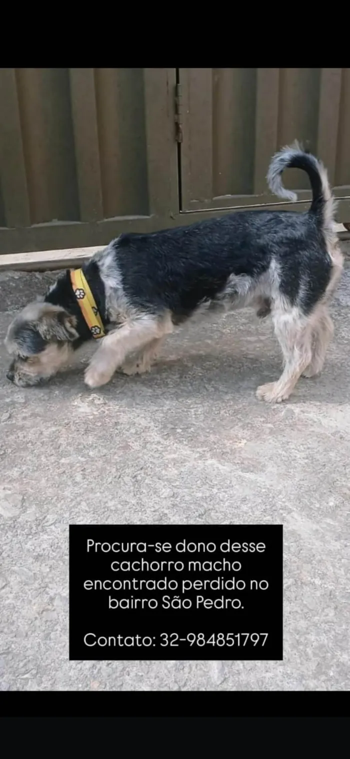 Cachorro ra a Yorkshire idade 1 ano nome Não sei