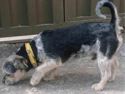 Cachorro raça Yorkshire idade 1 ano nome Não sei