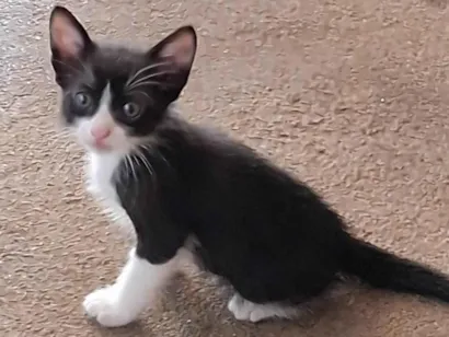 Gato raça SRD-ViraLata idade 2 a 6 meses nome Ainda sem nome