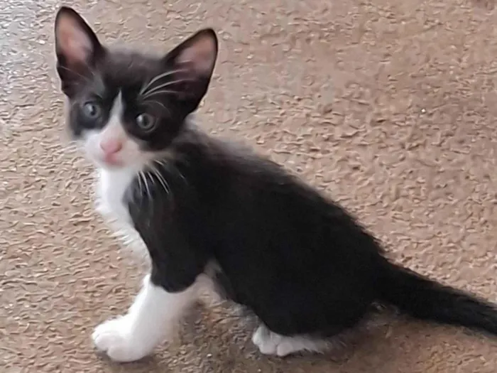 Gato ra a SRD-ViraLata idade 2 a 6 meses nome Ainda sem nome