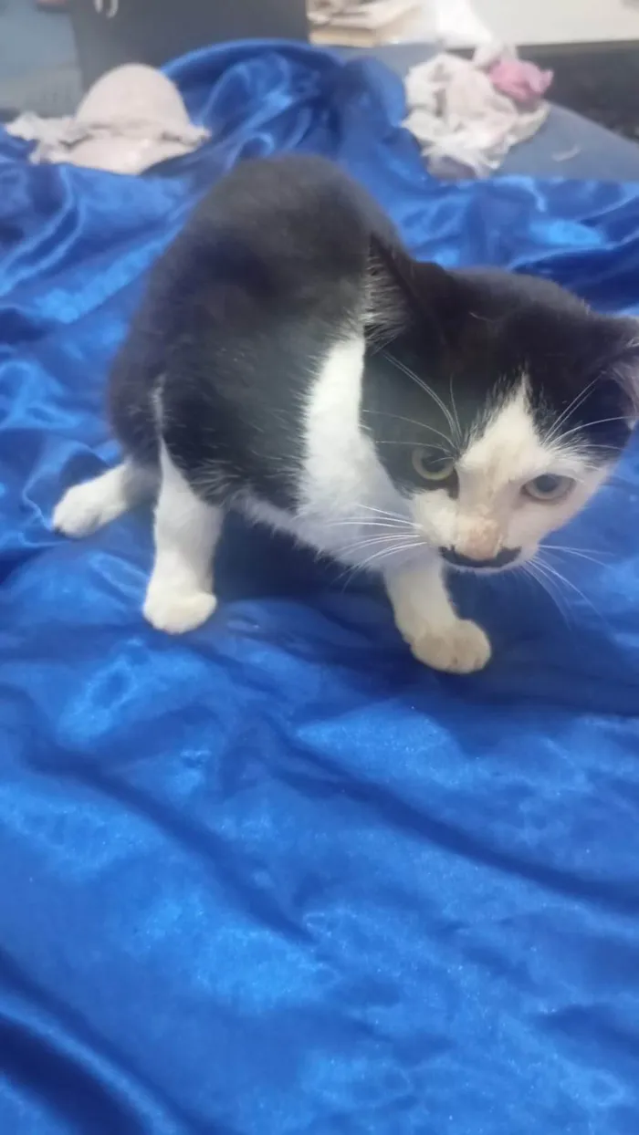 Gato ra a SRD-ViraLata idade 7 a 11 meses nome nao sei