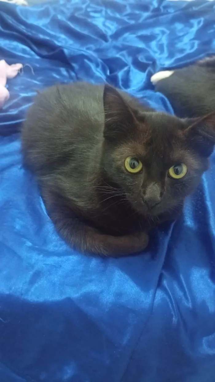 Gato ra a SRD-ViraLata idade 7 a 11 meses nome nao sei