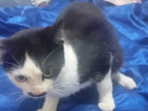 Gato raça SRD-ViraLata idade 7 a 11 meses nome nao sei