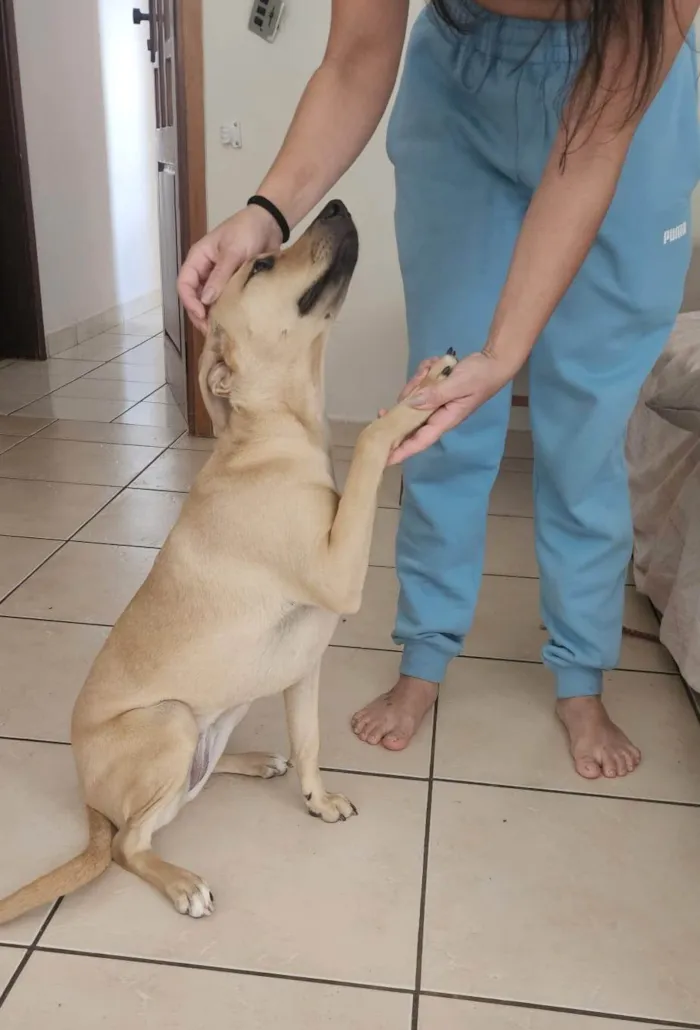 Cachorro ra a SRD-ViraLata idade 7 a 11 meses nome Mel
