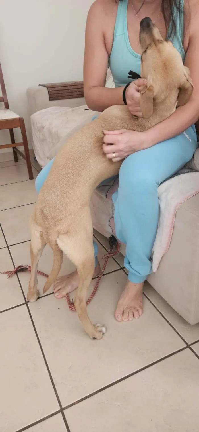 Cachorro ra a SRD-ViraLata idade 7 a 11 meses nome Mel