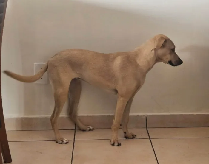 Cachorro ra a SRD-ViraLata idade 7 a 11 meses nome Mel