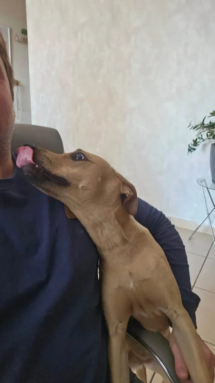 Cachorro ra a SRD-ViraLata idade 7 a 11 meses nome Mel