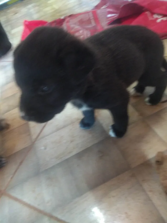 Cachorro ra a SRD-ViraLata idade Abaixo de 2 meses nome Sem Nome