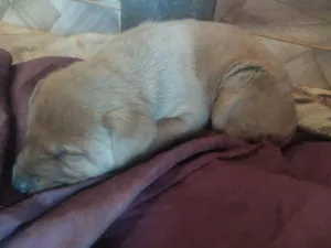 Cachorro raça SRD-ViraLata idade Abaixo de 2 meses nome Sem nome