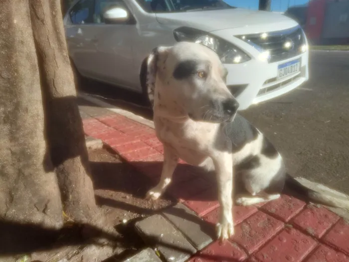 Cachorro ra a SRD-ViraLata idade 1 ano nome Pandora 