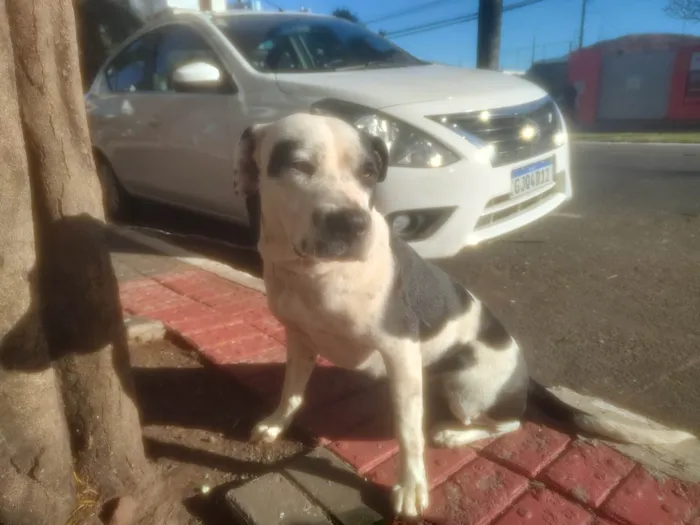 Cachorro ra a SRD-ViraLata idade 1 ano nome Pandora 