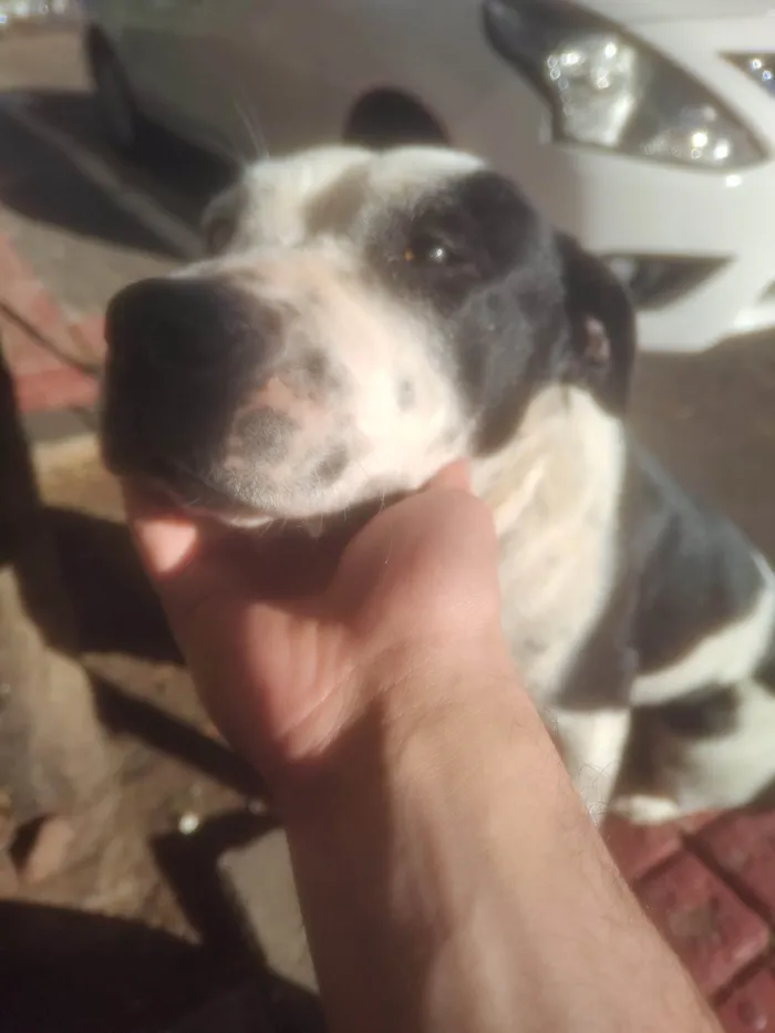 Cachorro ra a SRD-ViraLata idade 1 ano nome Pandora 