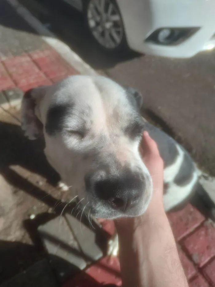 Cachorro ra a SRD-ViraLata idade 1 ano nome Pandora 