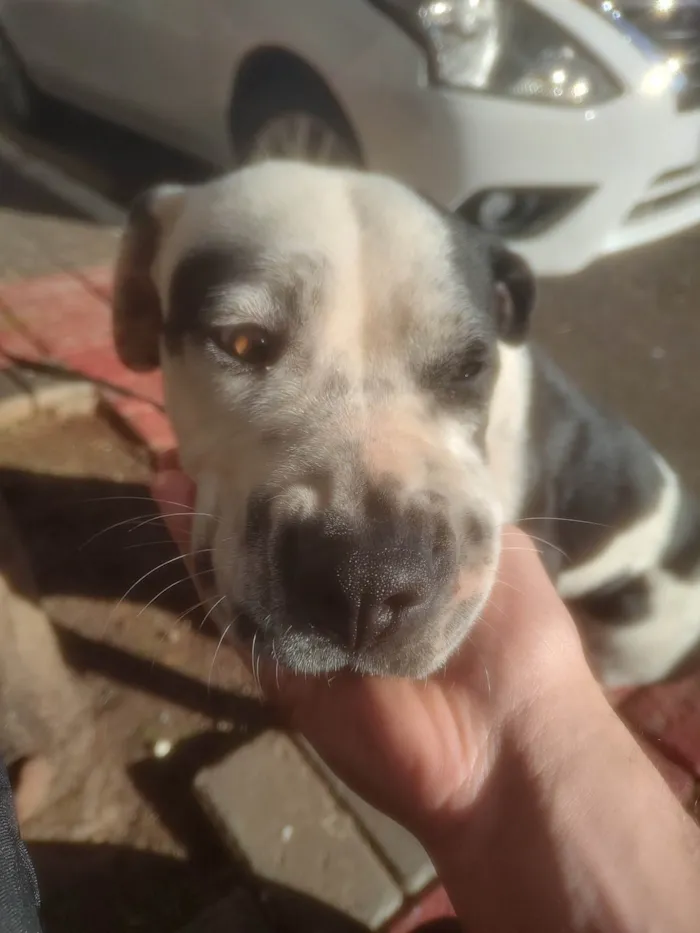 Cachorro ra a SRD-ViraLata idade 1 ano nome Pandora 