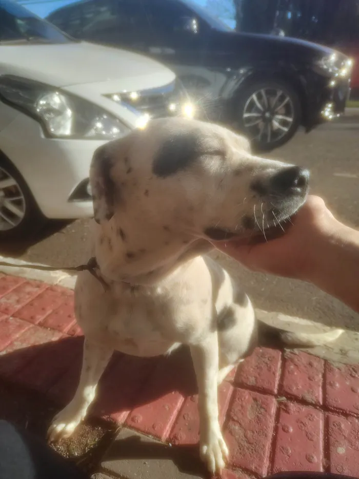 Cachorro ra a SRD-ViraLata idade 1 ano nome Pandora 