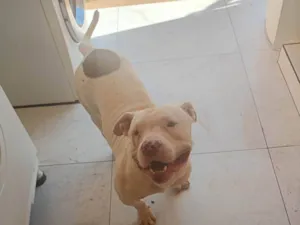 Cachorro raça Pit-Bull idade 2 anos nome Zeus 