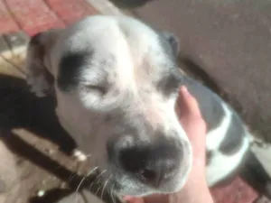 Cachorro raça SRD-ViraLata idade 1 ano nome Pandora 