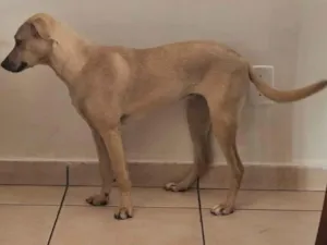 Cachorro raça SRD-ViraLata idade 7 a 11 meses nome Mel