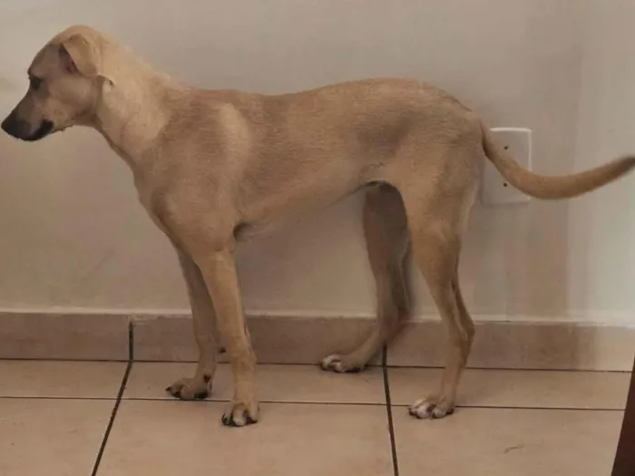 Cachorro ra a SRD-ViraLata idade 7 a 11 meses nome Mel