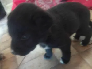 Cachorro raça SRD-ViraLata idade Abaixo de 2 meses nome Sem Nome
