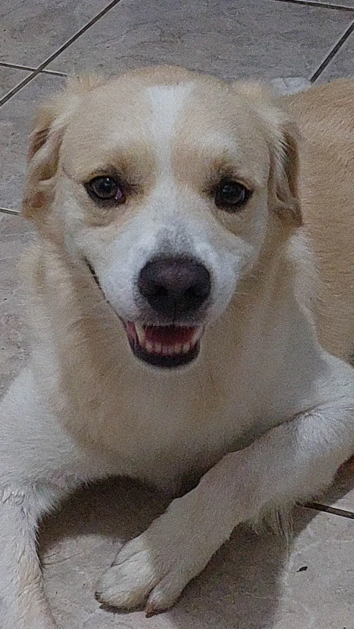 Cachorro ra a SRD-ViraLata idade 3 anos nome Duke