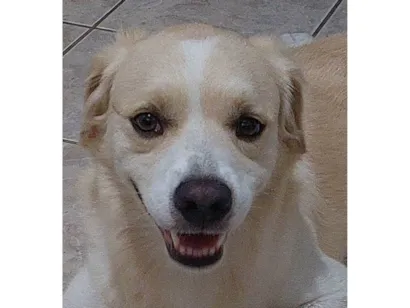 Cachorro raça SRD-ViraLata idade 3 anos nome Duke