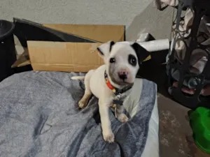 Cachorro raça SRD-ViraLata idade 2 a 6 meses nome Apollo 