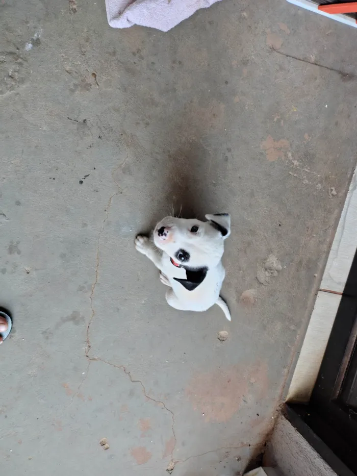 Cachorro ra a SRD-ViraLata idade 2 a 6 meses nome Apollo 