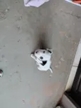 Apollo