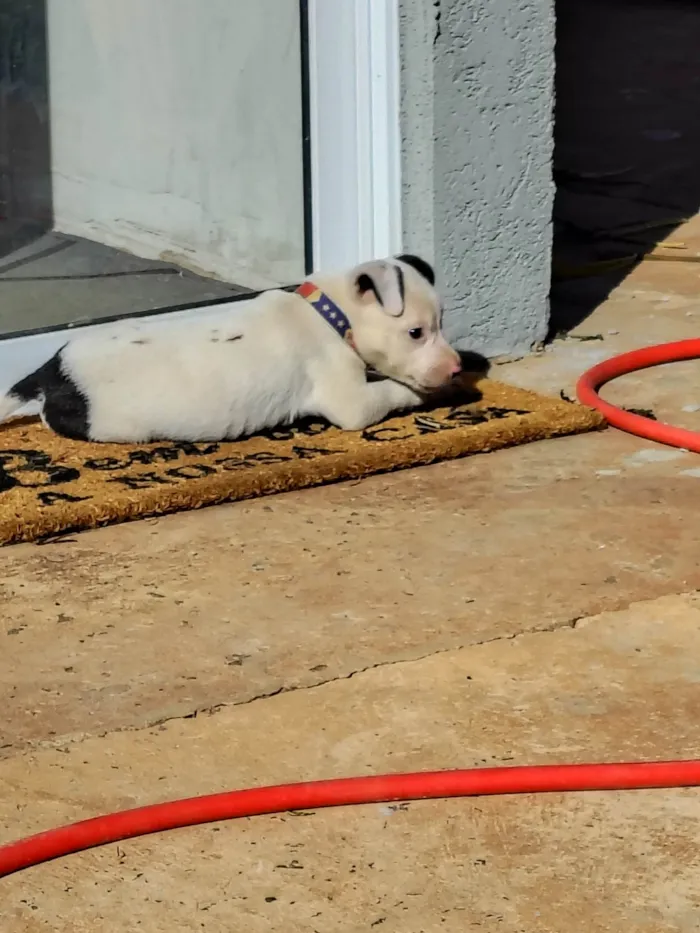 Cachorro ra a SRD-ViraLata idade 2 a 6 meses nome Apollo 
