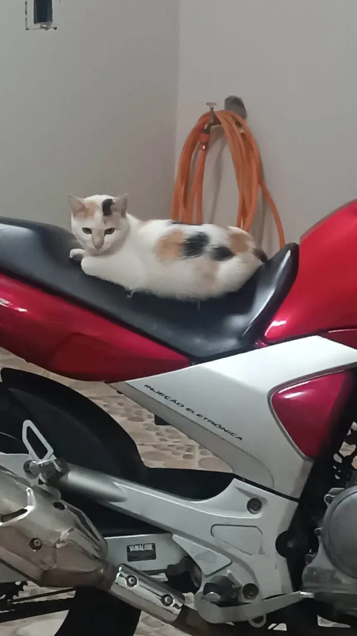 Gato ra a SRD-ViraLata idade 2 a 6 meses nome Marie