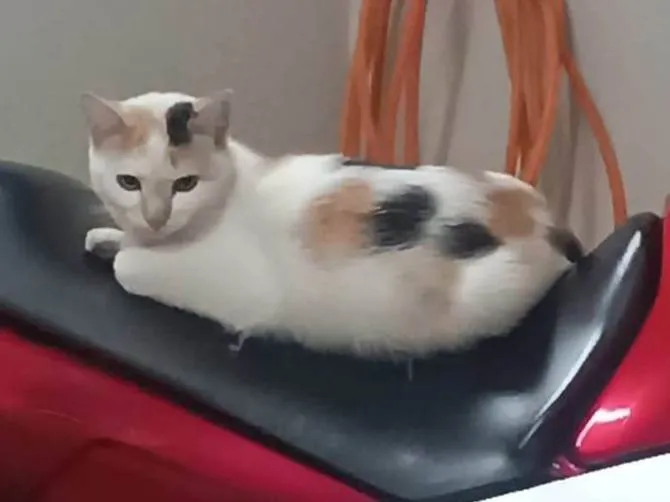 Gato ra a SRD-ViraLata idade 2 a 6 meses nome Marie